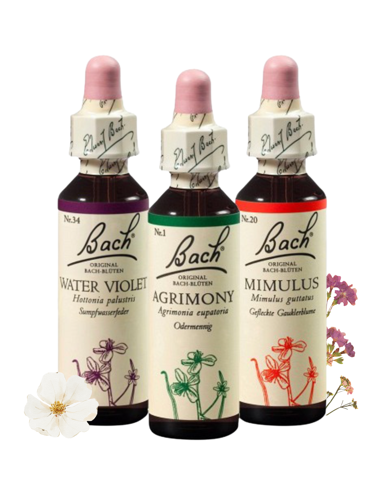 Bachblütenberatung derAromaPfleger Bachblütenberatung derAromaPfleger