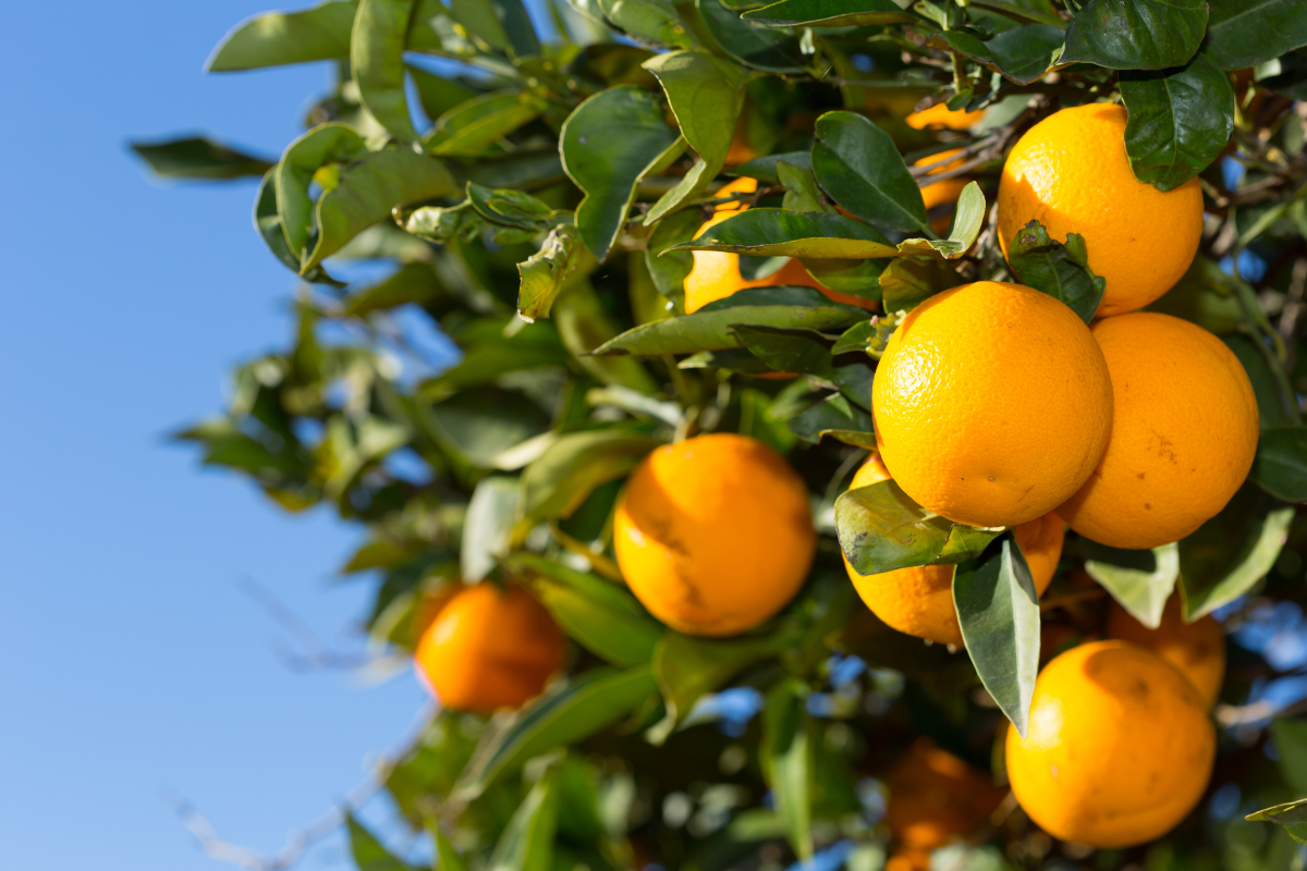 Orange-derAromaPfleger Orange-derAromaPfleger