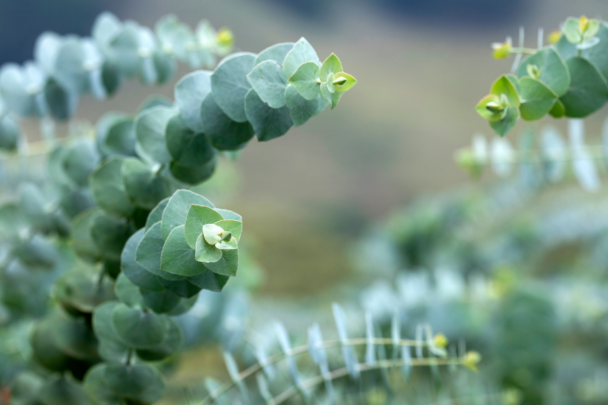 Eukalyptus Eukalyptus